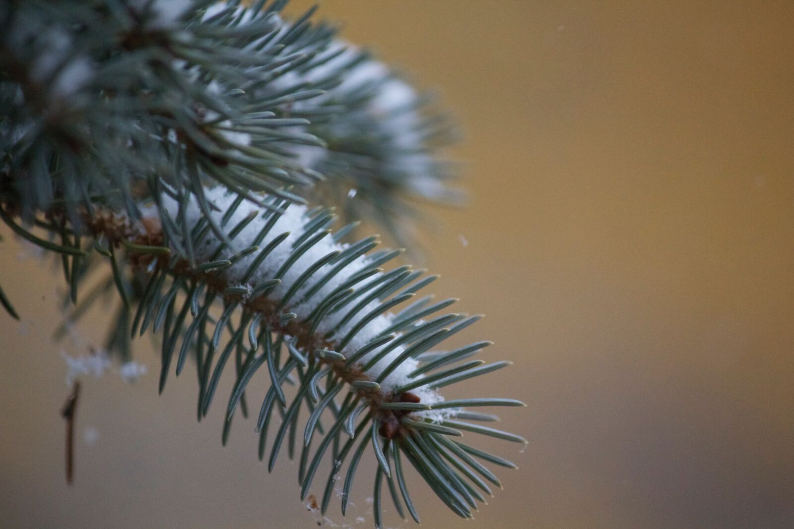 Canon EOS 550D (EOS Rebel T2i / EOS Kiss X4) sample photo. Winter, christmas, needle photography