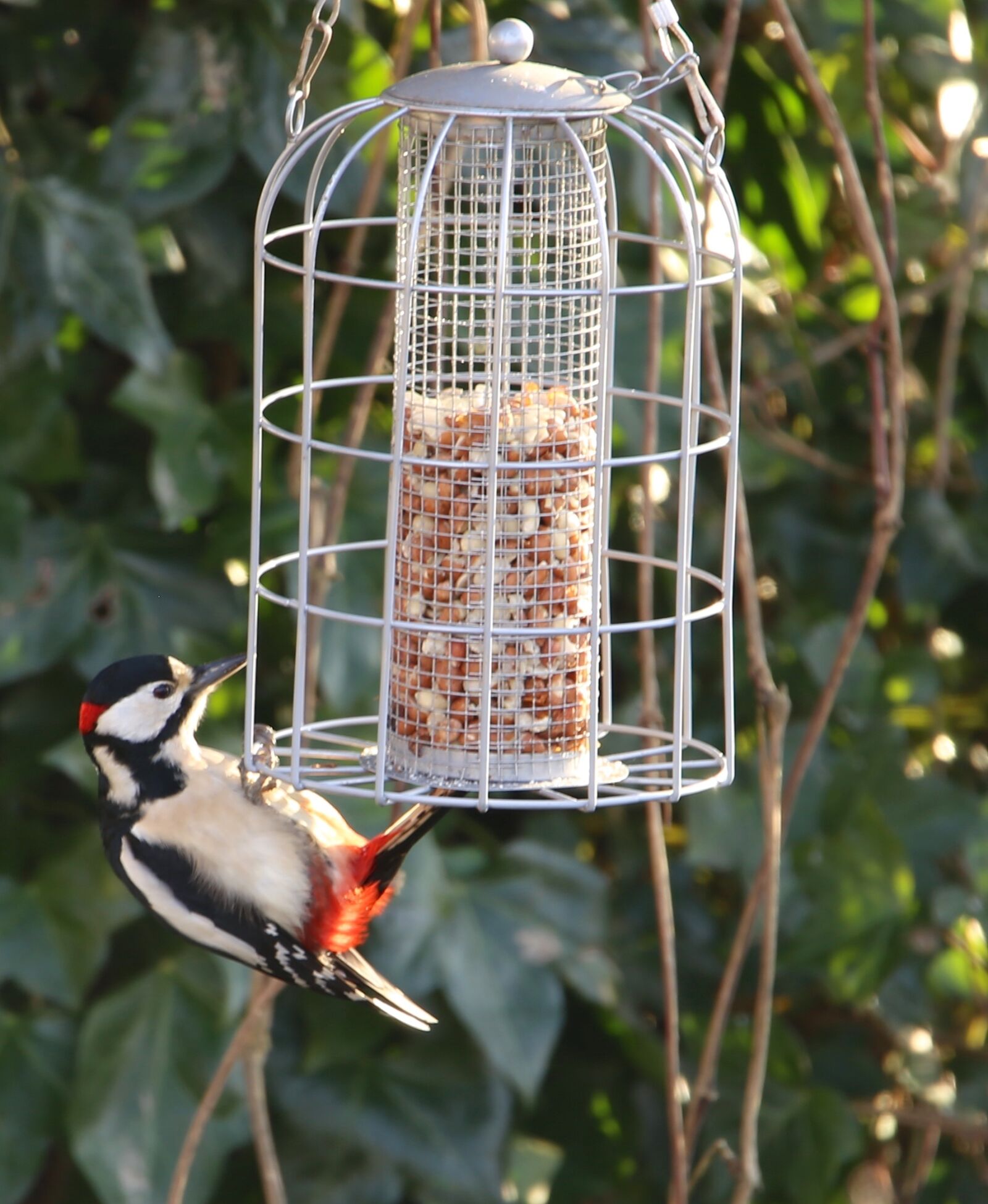 Canon EOS 6D sample photo. Bird, great spotted woodpecker photography
