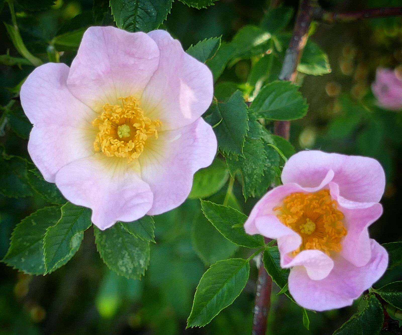 Panasonic Lumix DMC-FZ1000 sample photo. Wild rose, pink, romantic photography