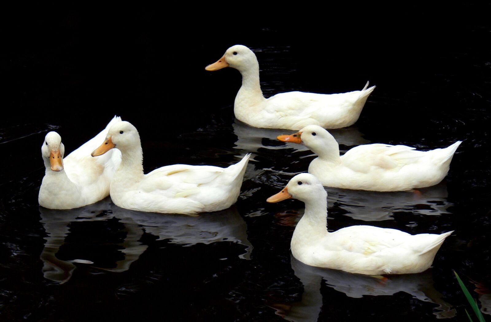 Panasonic DMC-FZ30 sample photo. Aylesbury ducks, swimming, birds photography