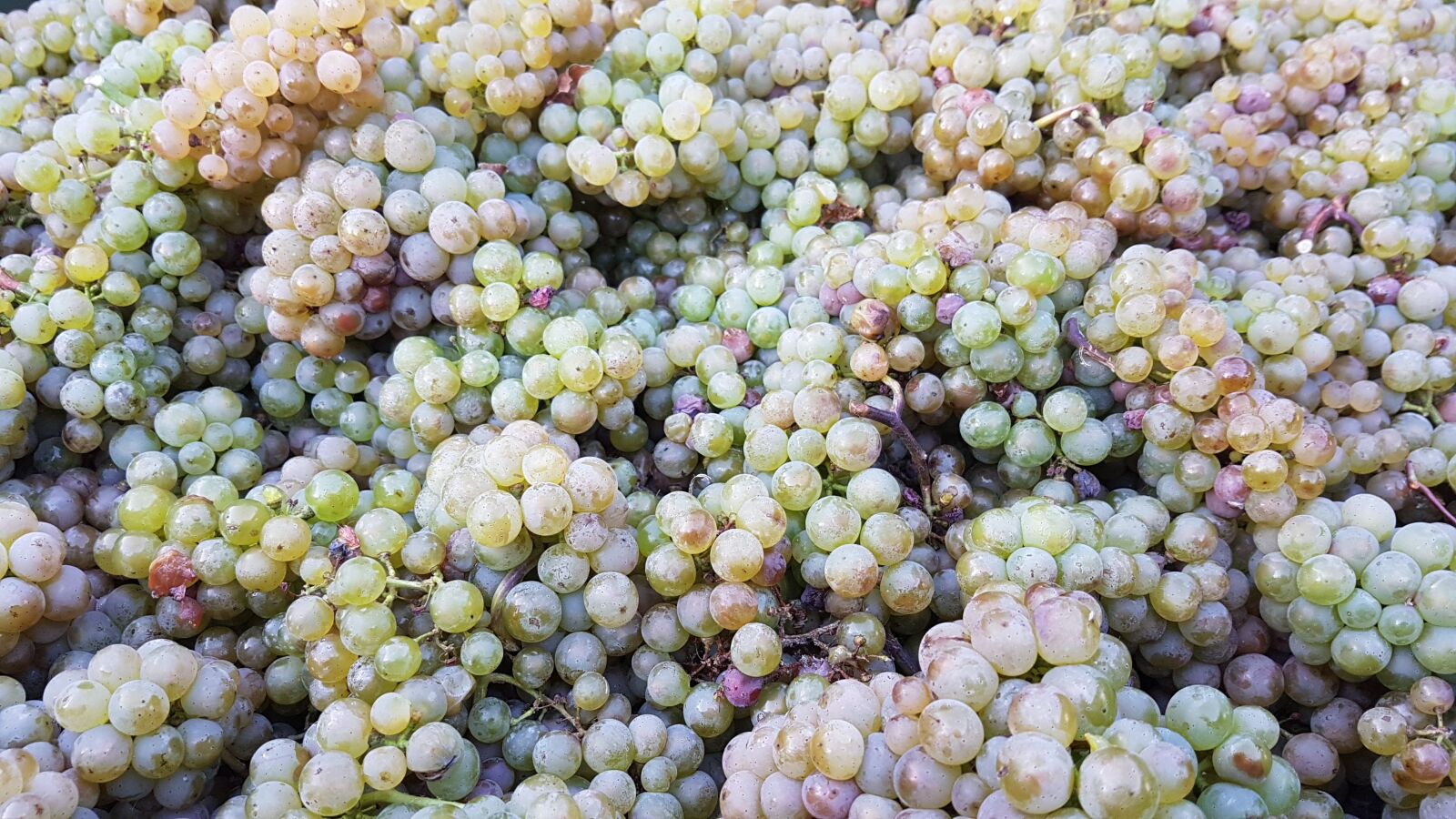 Samsung Galaxy S7 Edge sample photo. Nature, grapes, riesling grapes photography