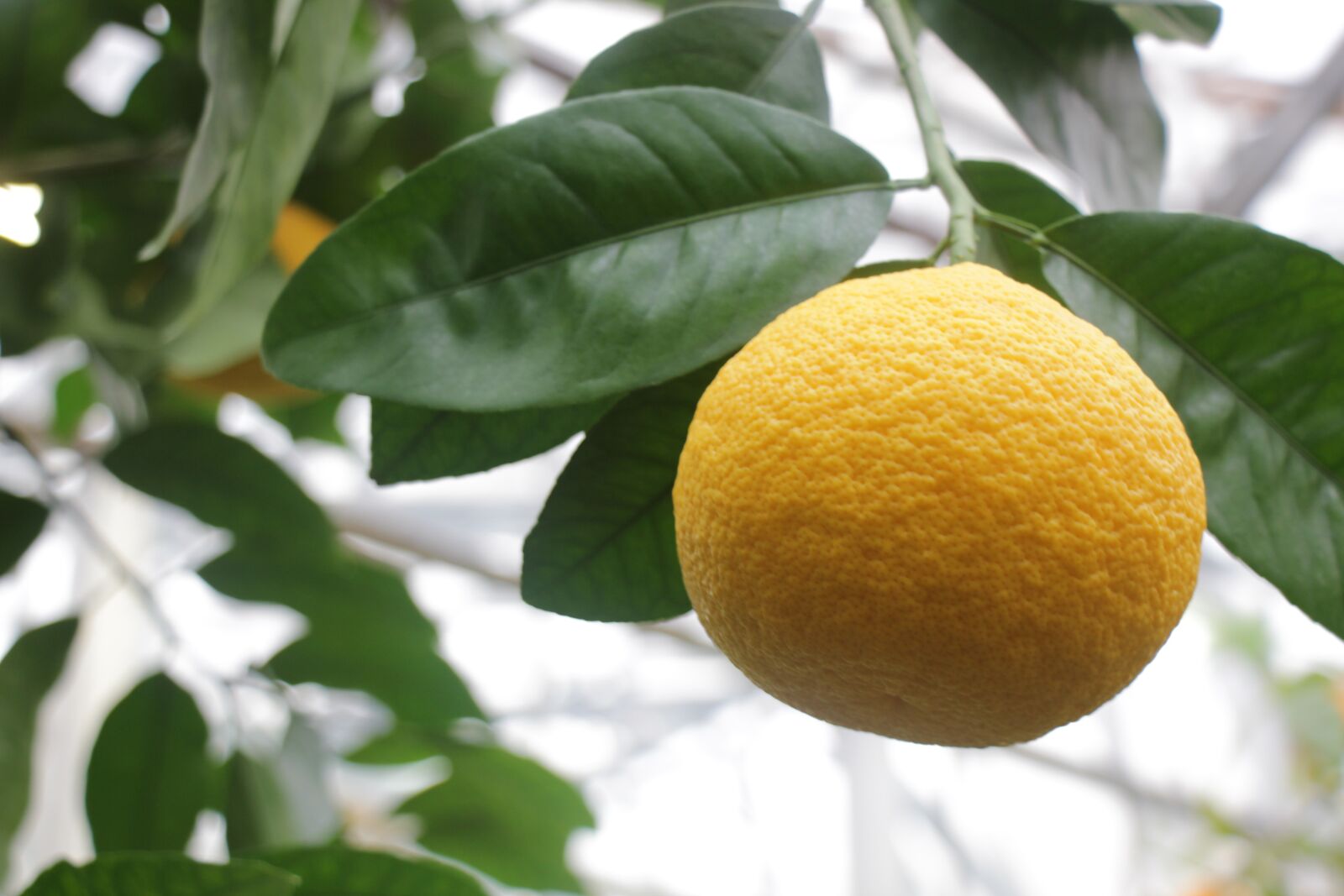 Canon EOS 550D (EOS Rebel T2i / EOS Kiss X4) sample photo. Grapefruit, fruit, nutrition photography