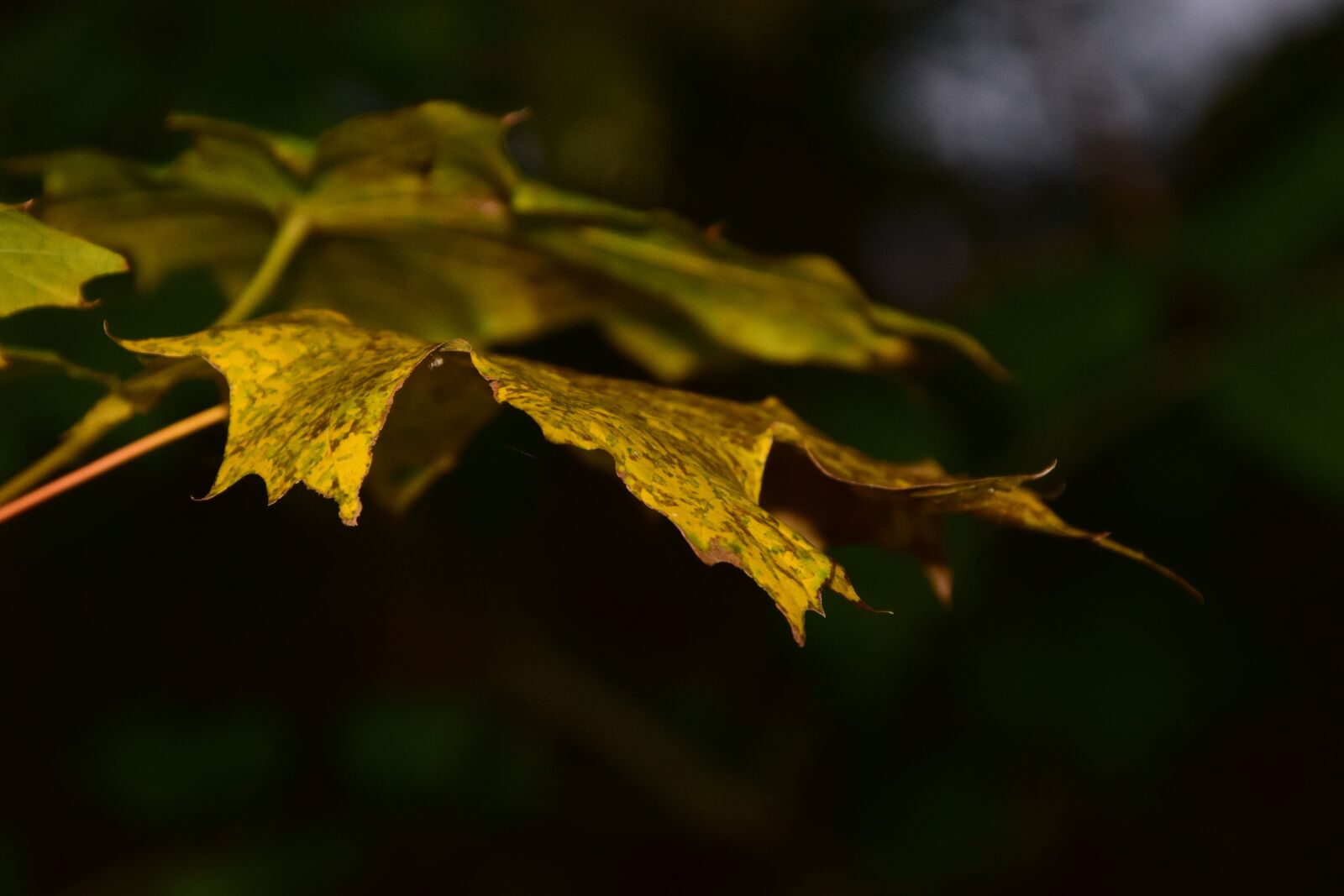 Nikon D3300 sample photo. Autumn, fall foliage, leaves photography