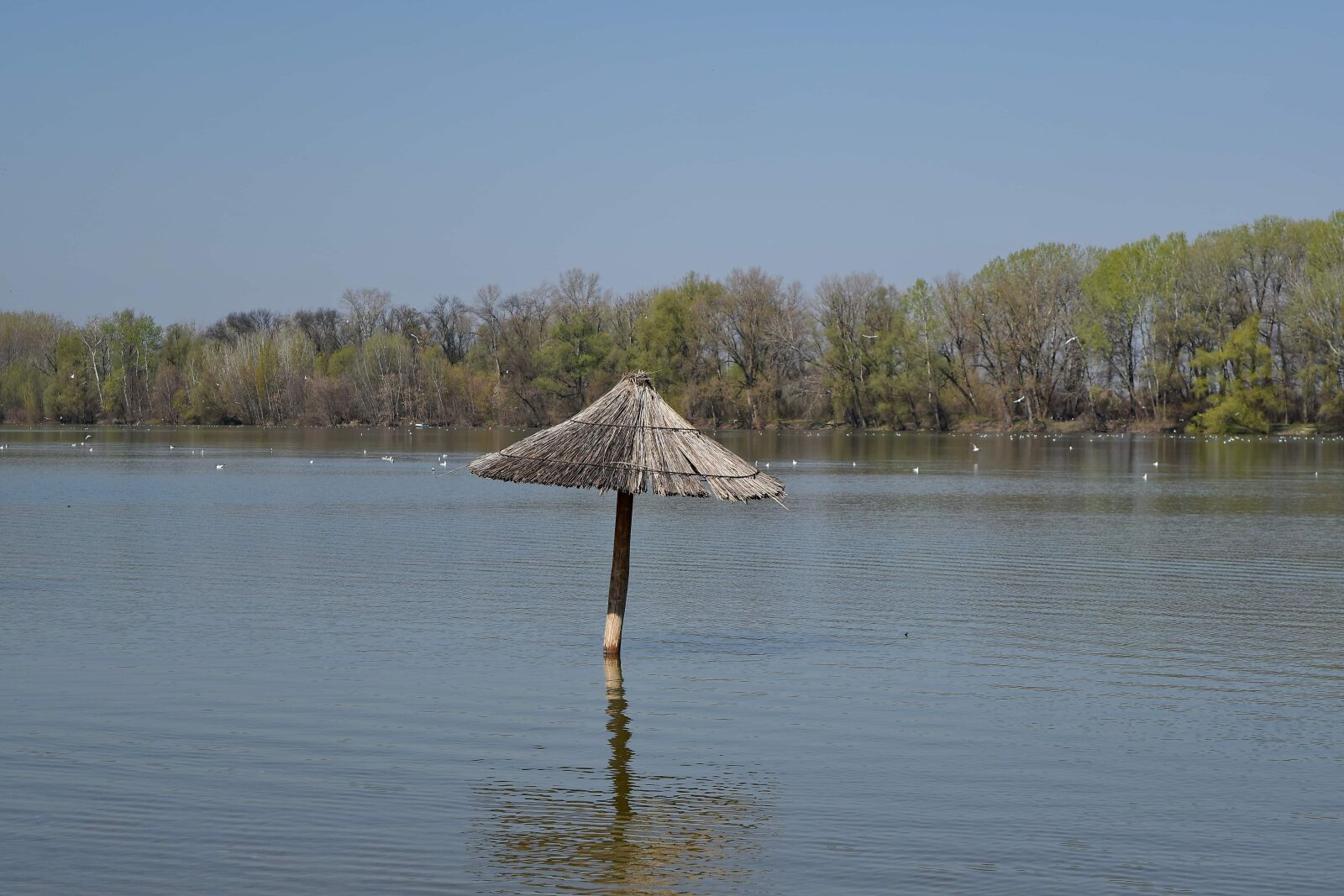 Nikon D5500 sample photo. Idyllic, lake, water, parasol photography