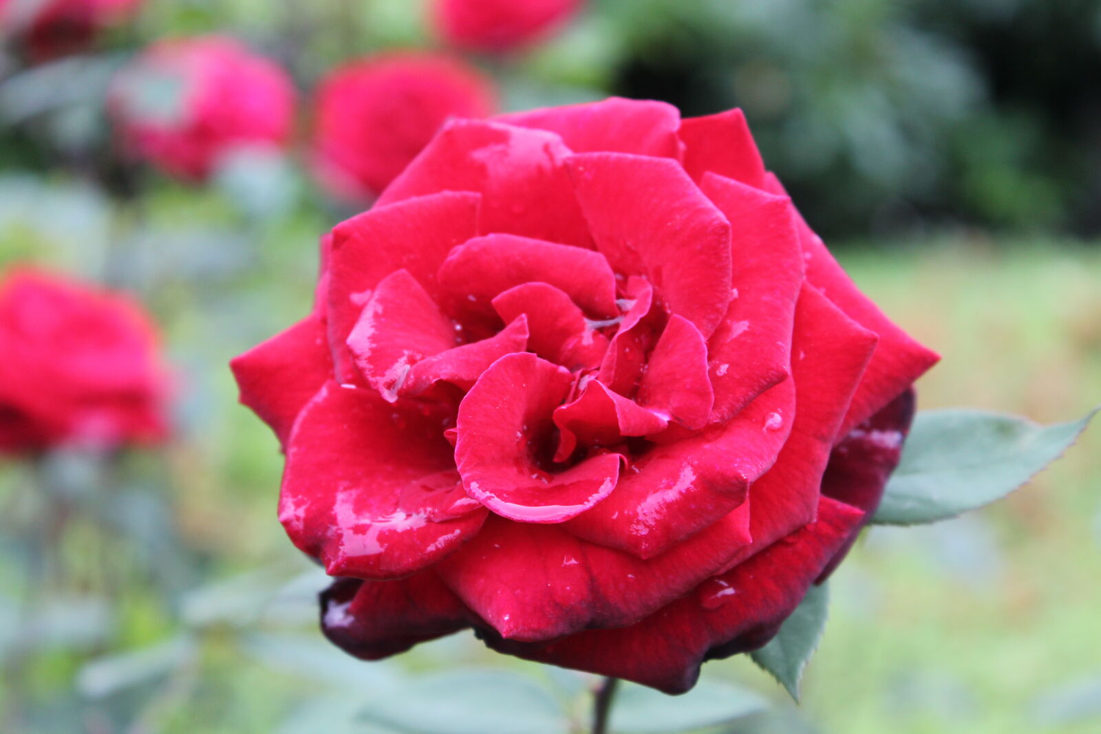Canon EOS 1100D (EOS Rebel T3 / EOS Kiss X50) sample photo. Flower, red, rose photography