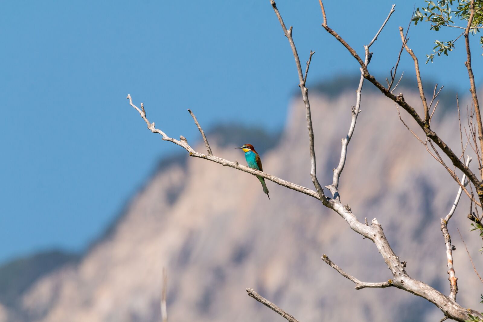 150-600mm F5-6.3 DG OS HSM | Contemporary 015 sample photo. European bee eater, bird photography