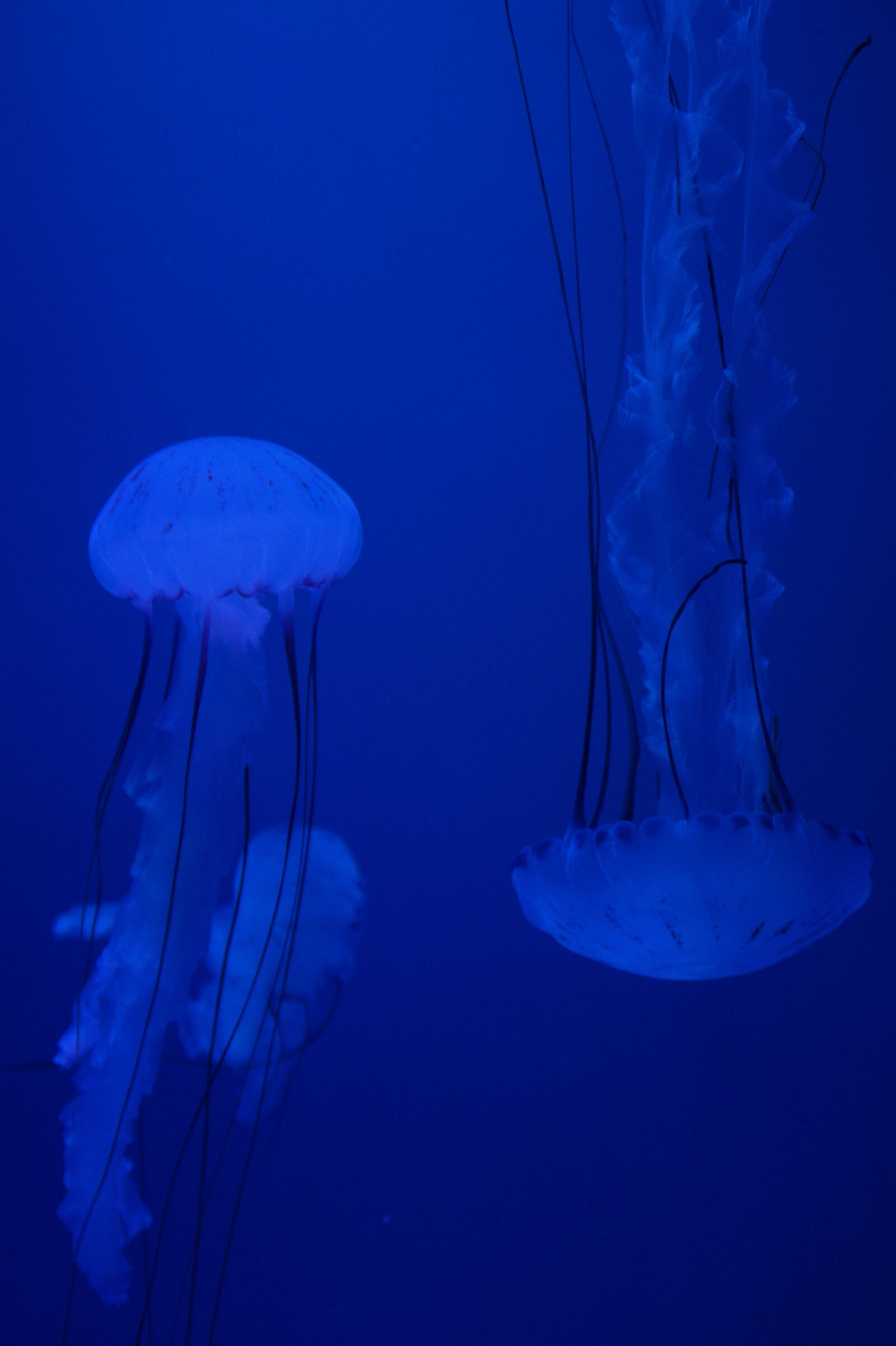Sony SLT-A58 sample photo. Jellyfish, mollusk, fluorescent photography