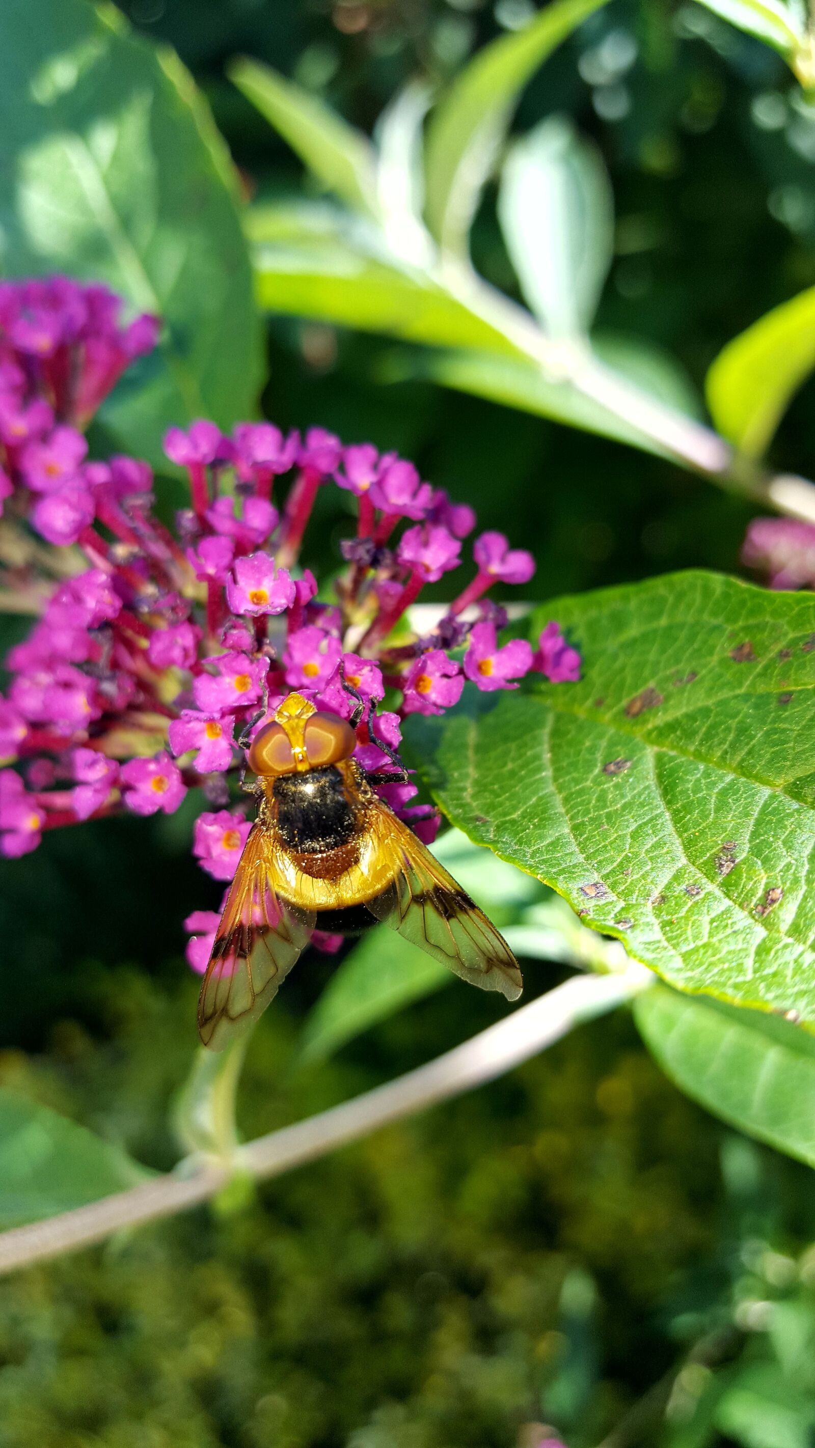 Samsung Galaxy S6 sample photo. Insect, nature, bee photography