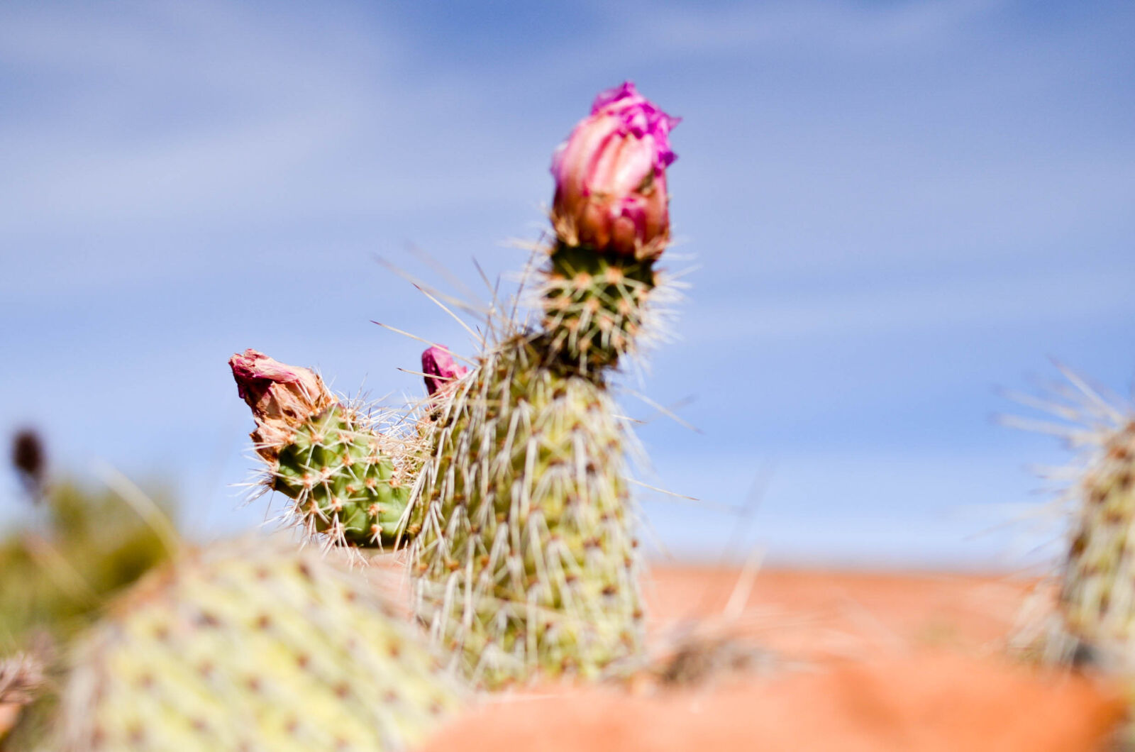 Nikon D7000 + Nikon AF-S DX Nikkor 35mm F1.8G sample photo. Cactus, desert, flower, succulent photography