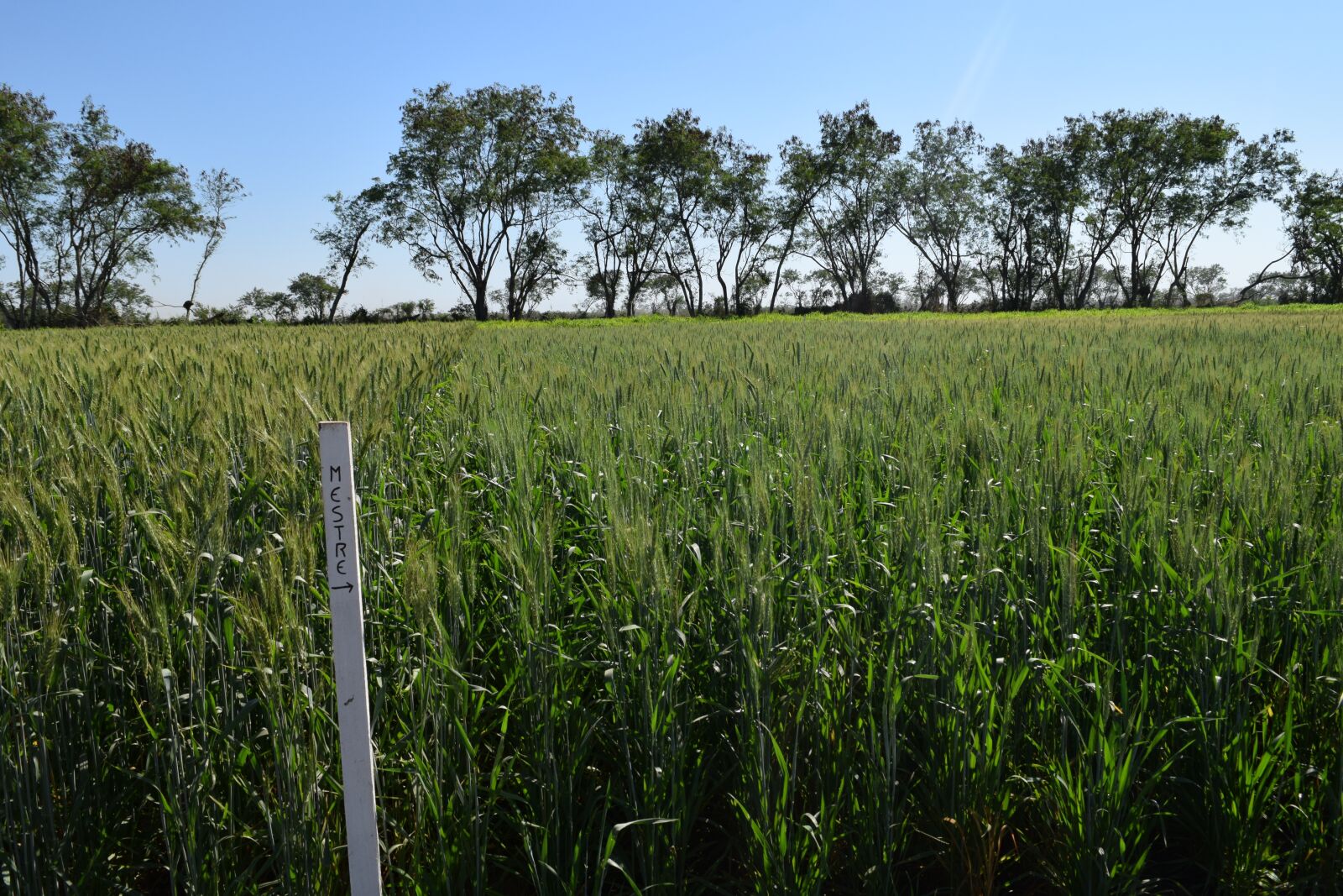 Nikon D3300 sample photo. Field, of, wheat photography
