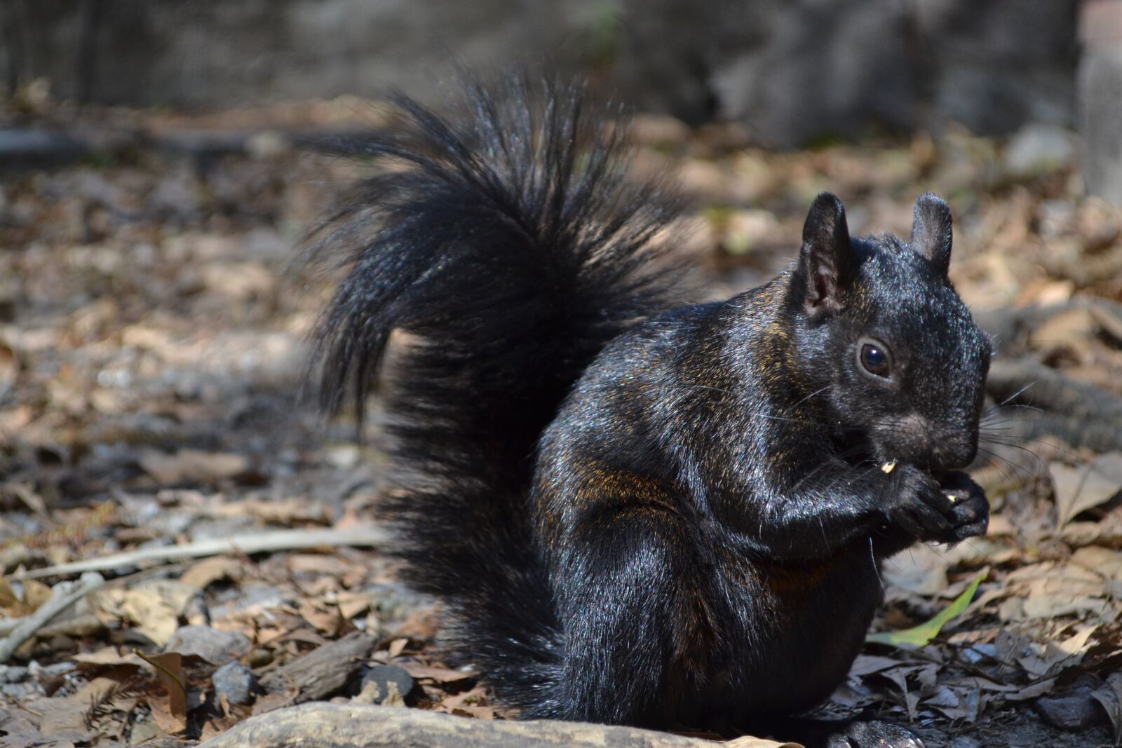 Nikon D3100 sample photo. Eating squirrel, eating chipmunk photography