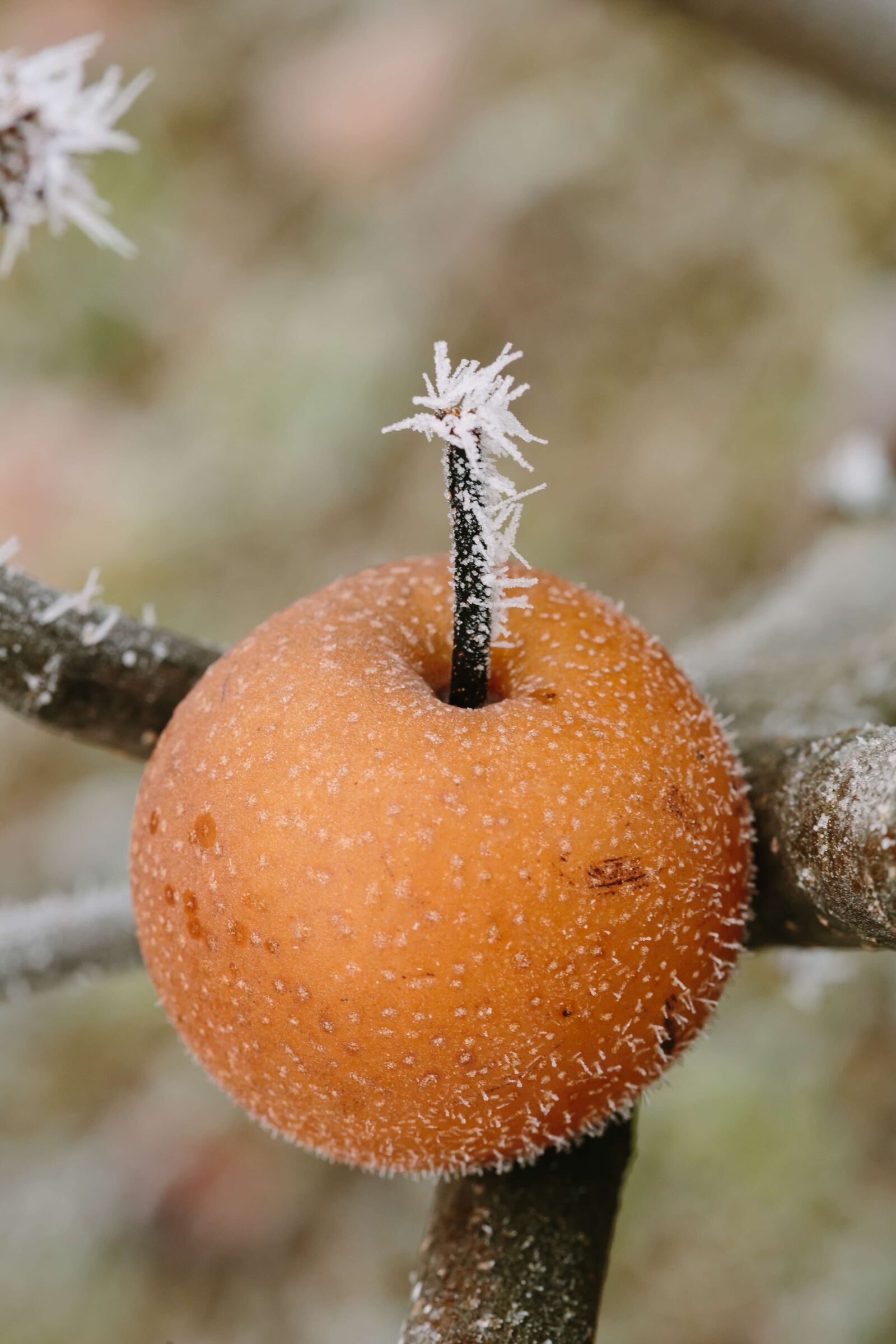 Canon EF 100mm F2.8 Macro USM sample photo. Frosty, fruit, ice, snowflakes photography