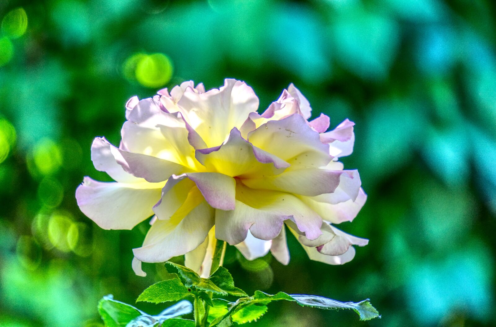 Sony a6000 sample photo. Rose, blossom, bloom photography