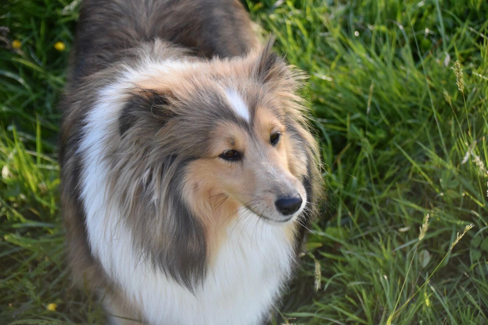 Nikon D5600 sample photo. Dog, bitch, shetland sheepdog photography