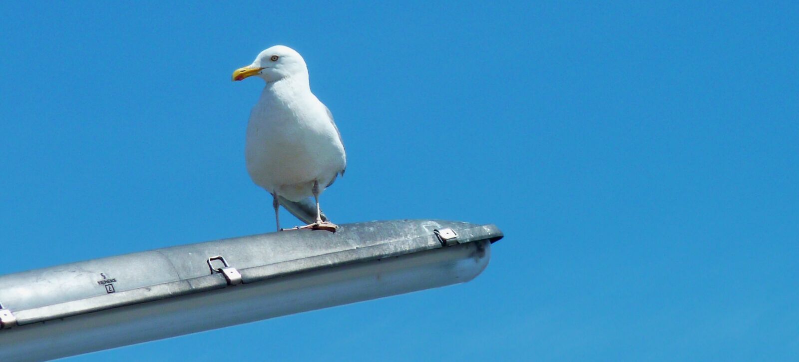 Panasonic DMC-TZ7 sample photo. Gull, sea, bird photography
