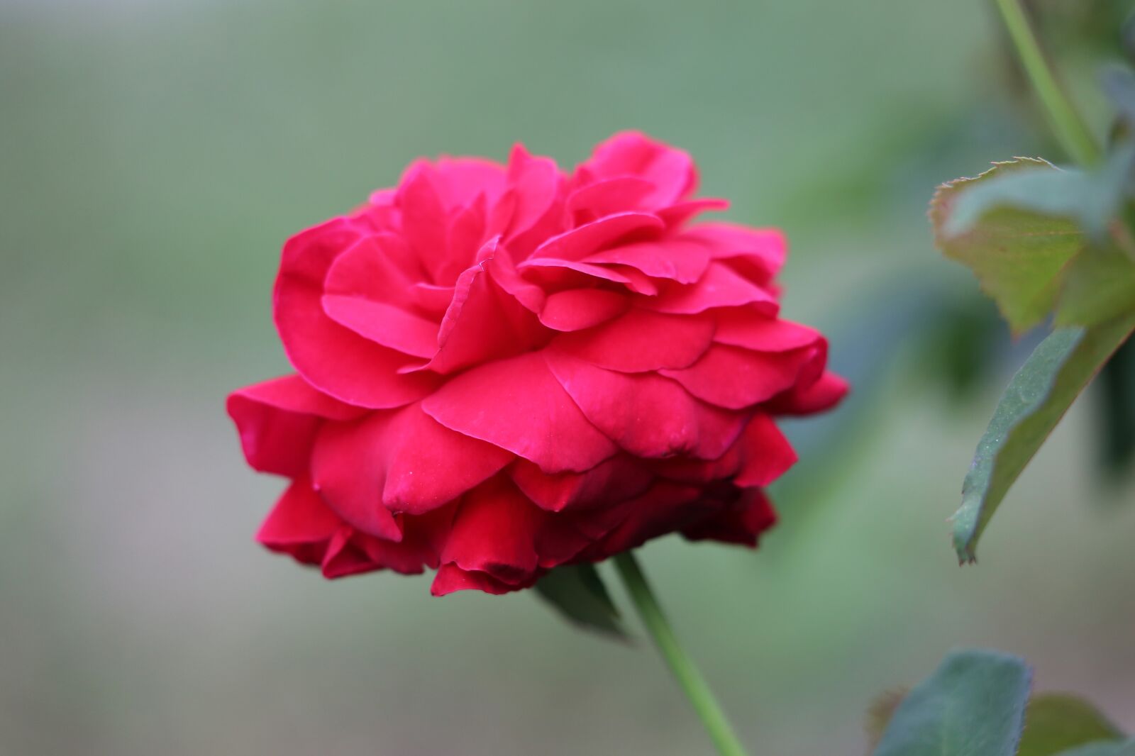 Canon EF 70-300 F4-5.6 IS II USM sample photo. Red rose, bloom, flower photography
