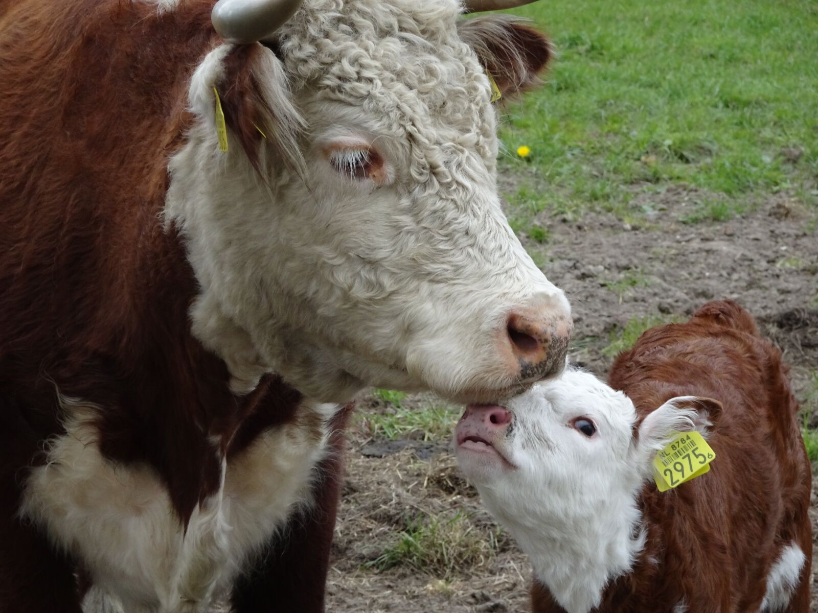 Sony Cyber-shot DSC-WX500 sample photo. Cow, foal, love photography