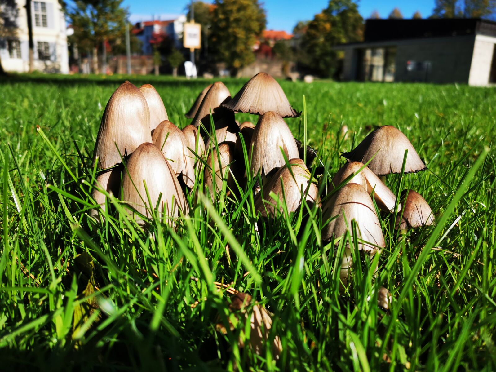 HUAWEI P30 Pro sample photo. Mushroom, grass, forest photography
