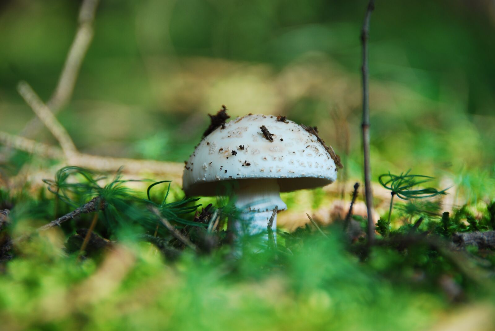 Nikon D80 sample photo. Root champignon, mushroom, white photography