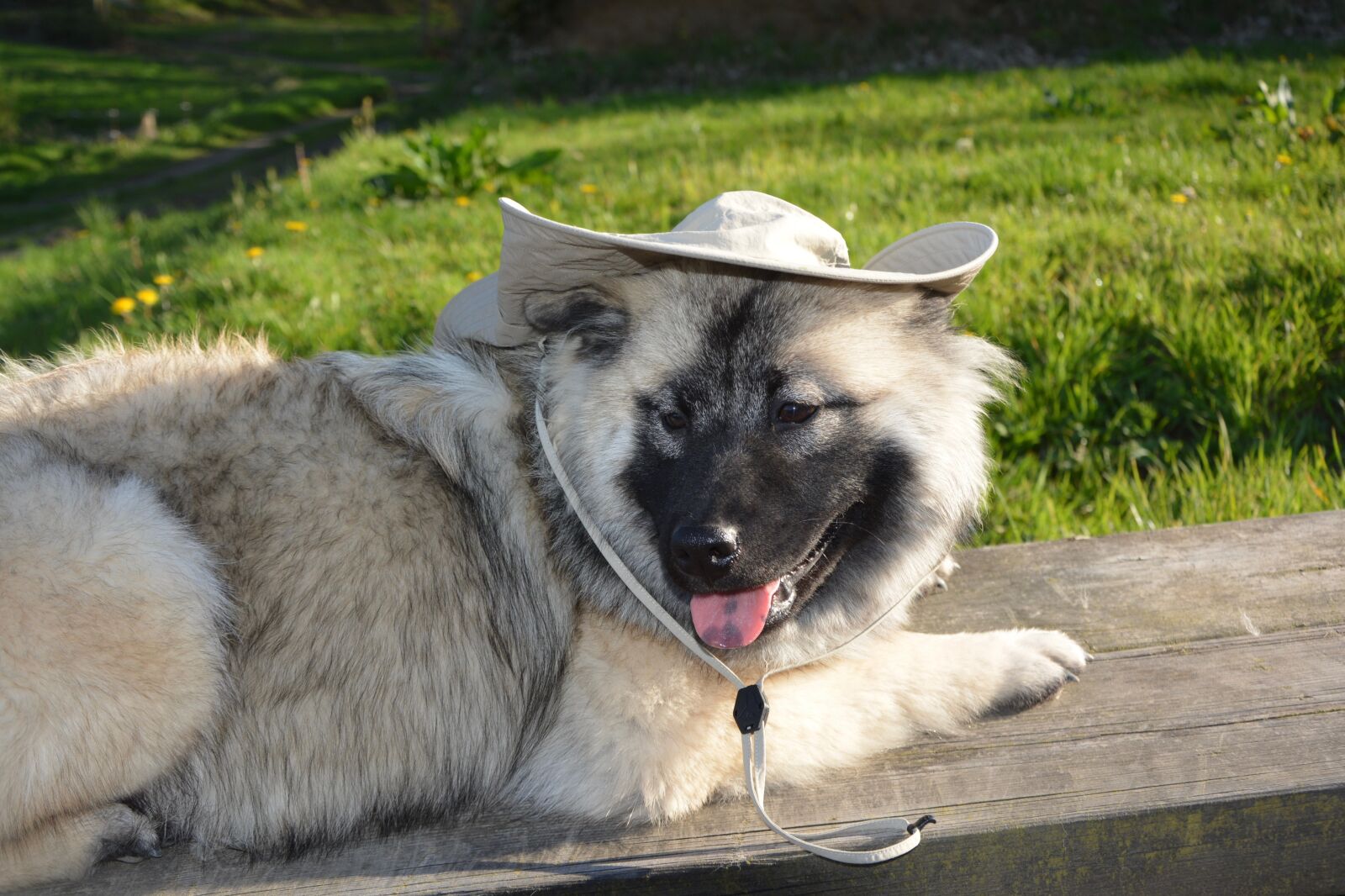 Nikon D5200 sample photo. Dog, bitch nova, dog photography