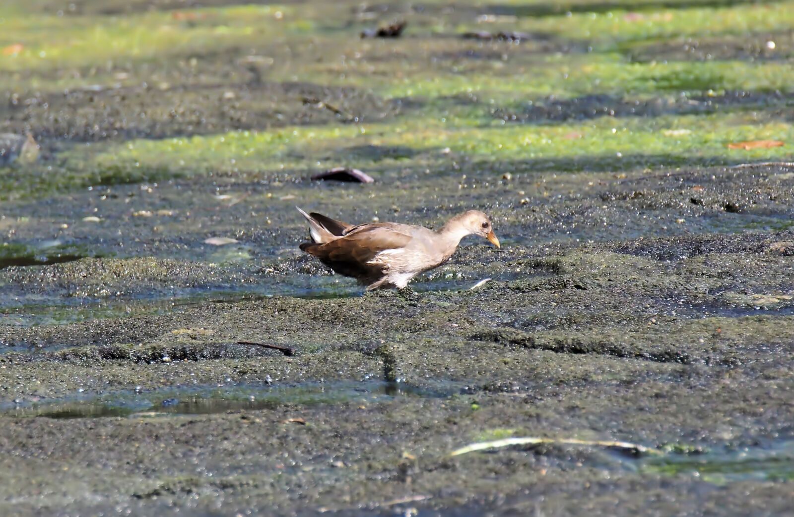 Olympus OM-D E-M1 sample photo. Bird, juvenile, common photography