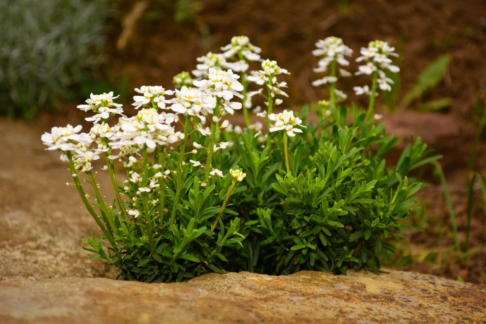 Nikon D5200 sample photo. Flora, plants, flower photography