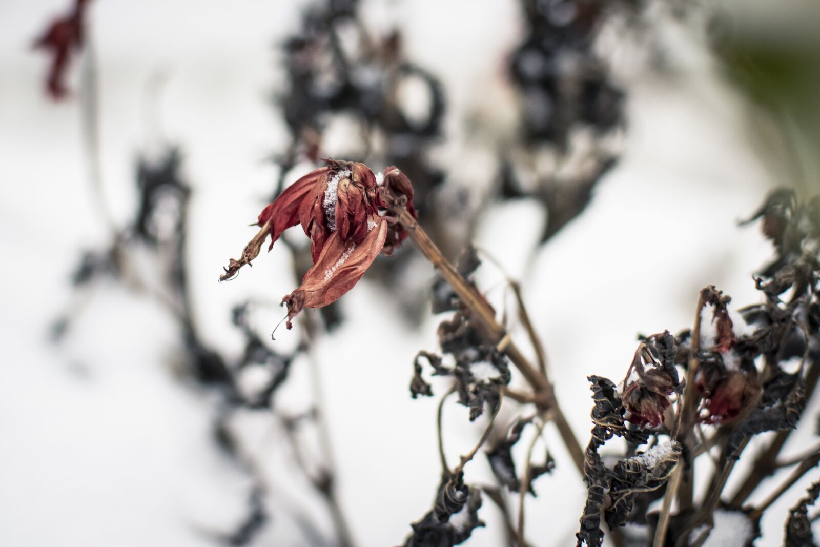 Nikon D5300 sample photo. Snow, winter, plants photography