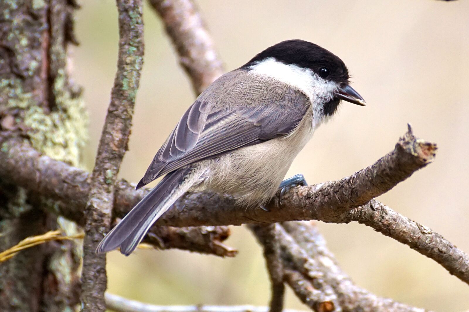 Sony DT 55-300mm F4.5-5.6 SAM sample photo. Marsh tit, bird, tit photography