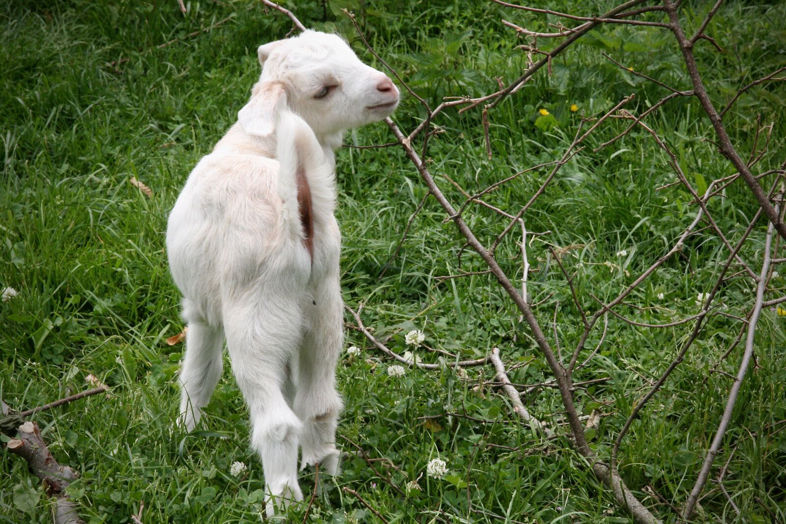 Canon EOS 400D (EOS Digital Rebel XTi / EOS Kiss Digital X) sample photo. Kid, goat, playful photography