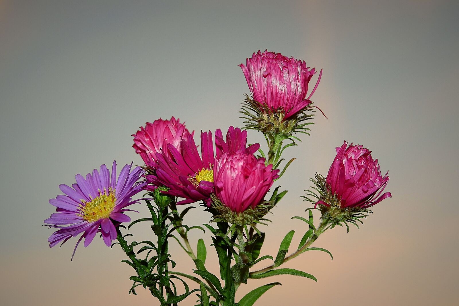Nikon Coolpix P900 sample photo. Flowers, the beauty of photography