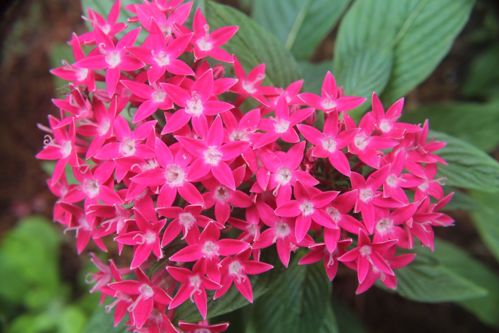 Canon EOS 1100D (EOS Rebel T3 / EOS Kiss X50) sample photo. Flower, bloom, fragrant photography