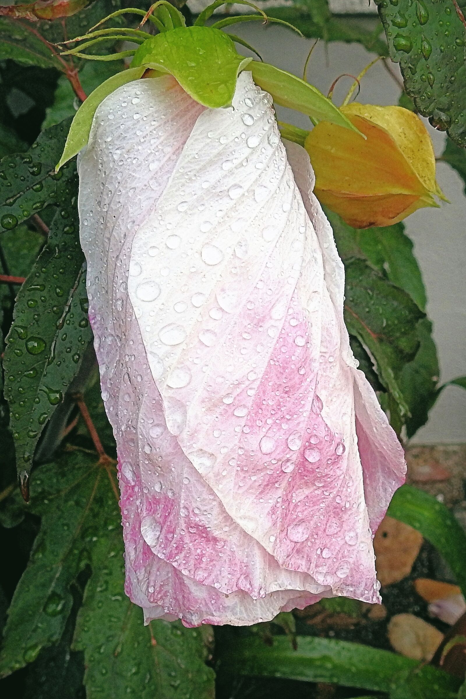 Nikon Coolpix P900 sample photo. Blossom, bloom, hibiscus flower photography
