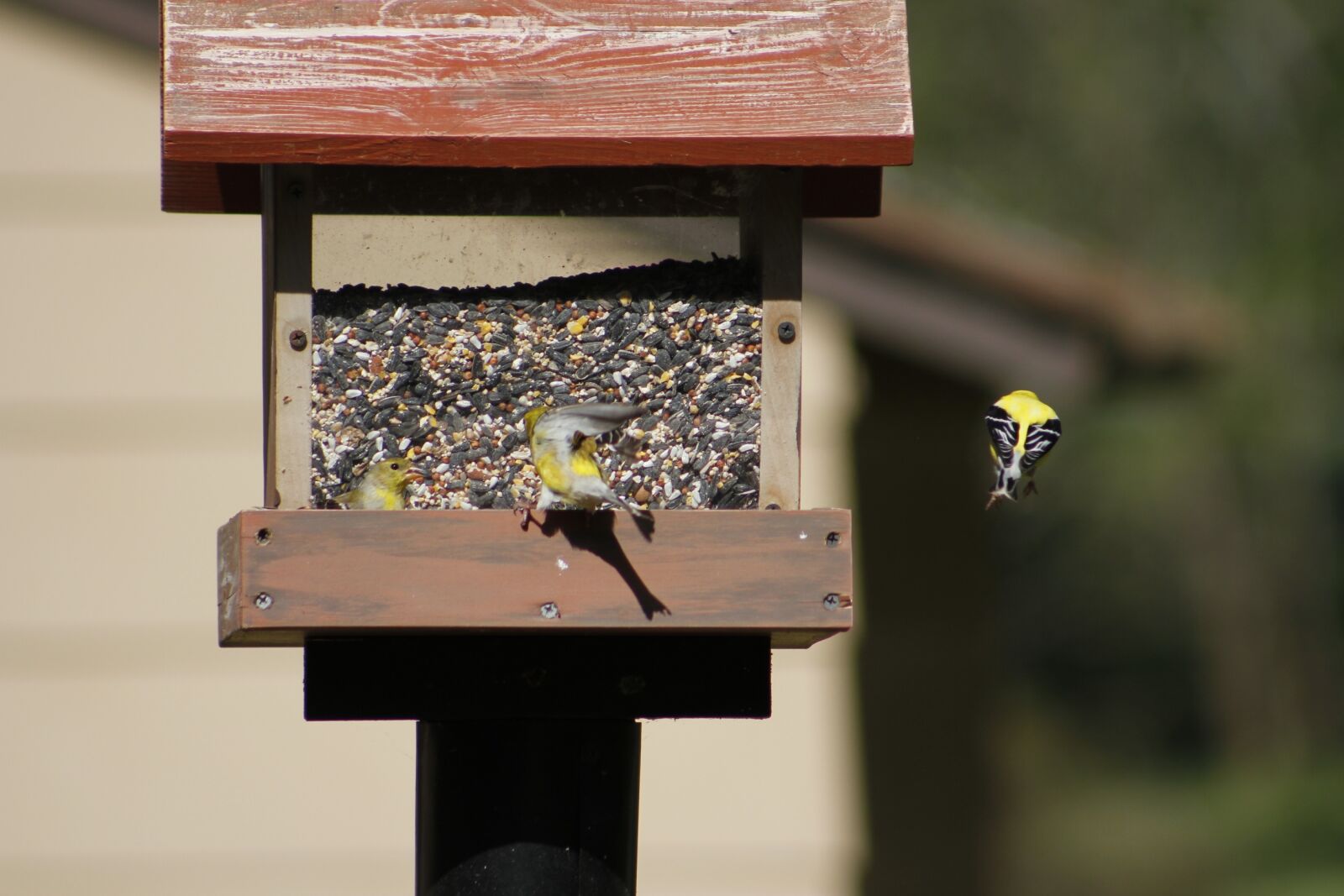 Canon EOS 550D (EOS Rebel T2i / EOS Kiss X4) sample photo. Bird feeder, bird, gold photography