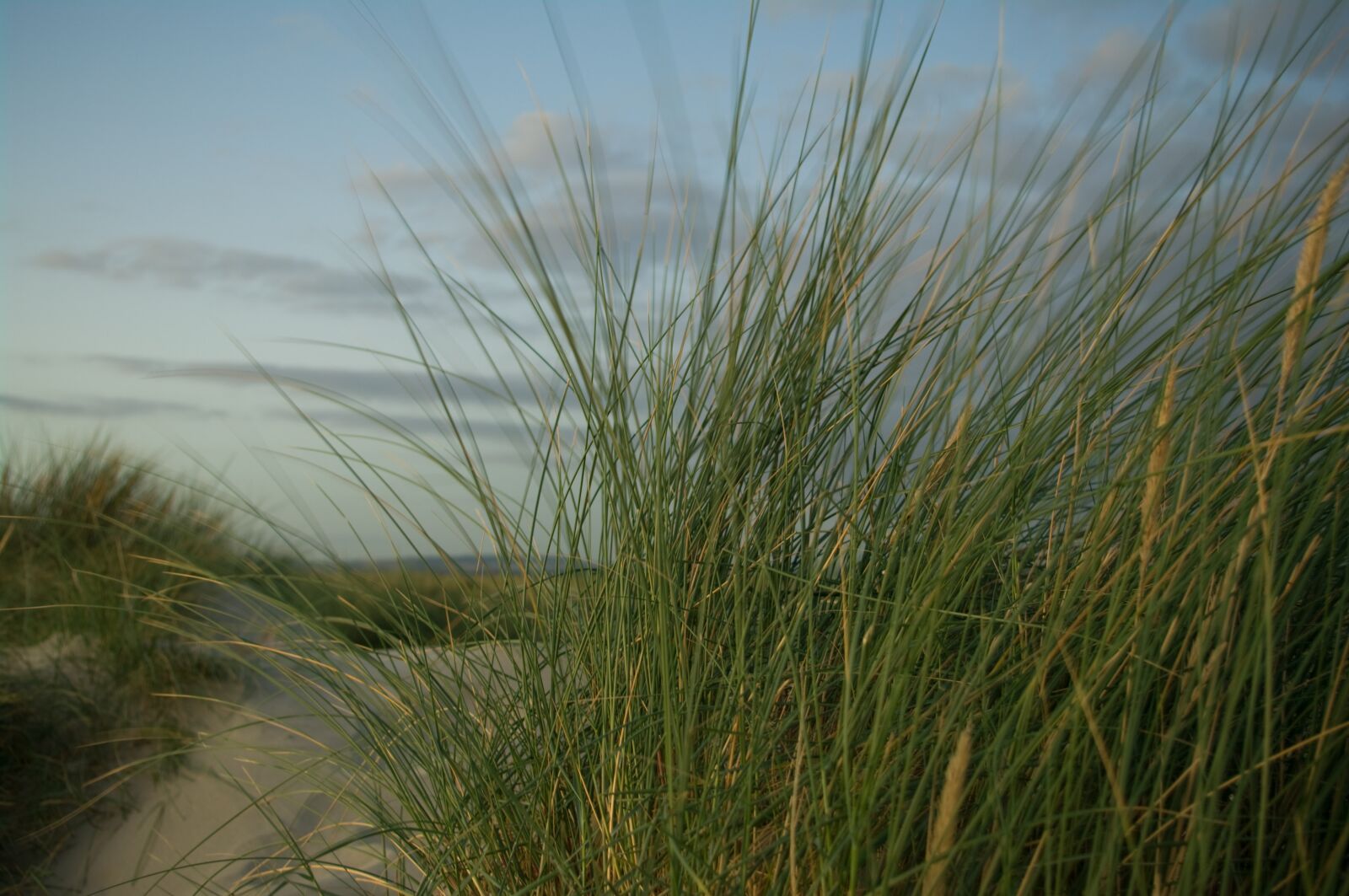 Pentax K20D sample photo. Sand-dune, pampas, beach photography