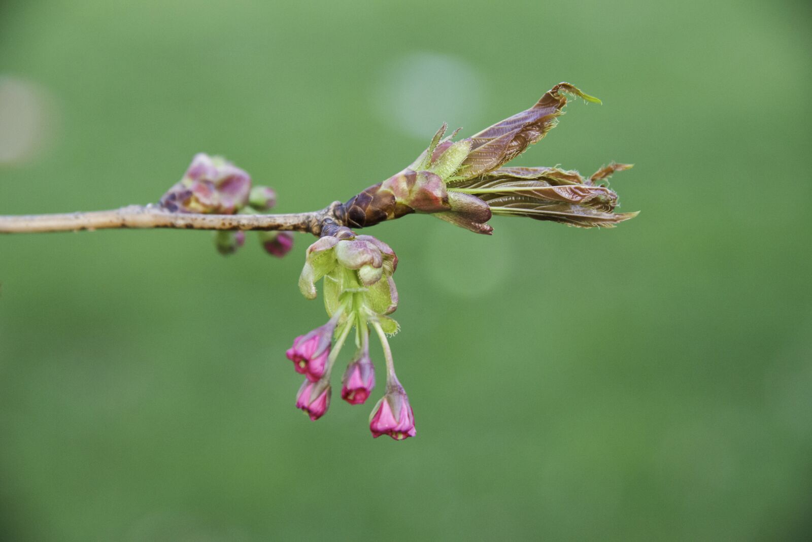 Nikon D800 sample photo. Spring, flower, dogwood photography