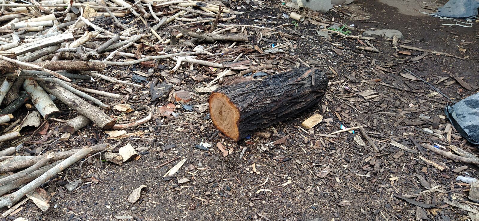 Xiaomi Mi A3 sample photo. Wood, log, chip photography