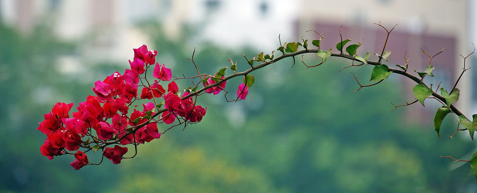 Sony Alpha NEX-7 sample photo. Flower, red, blossom photography