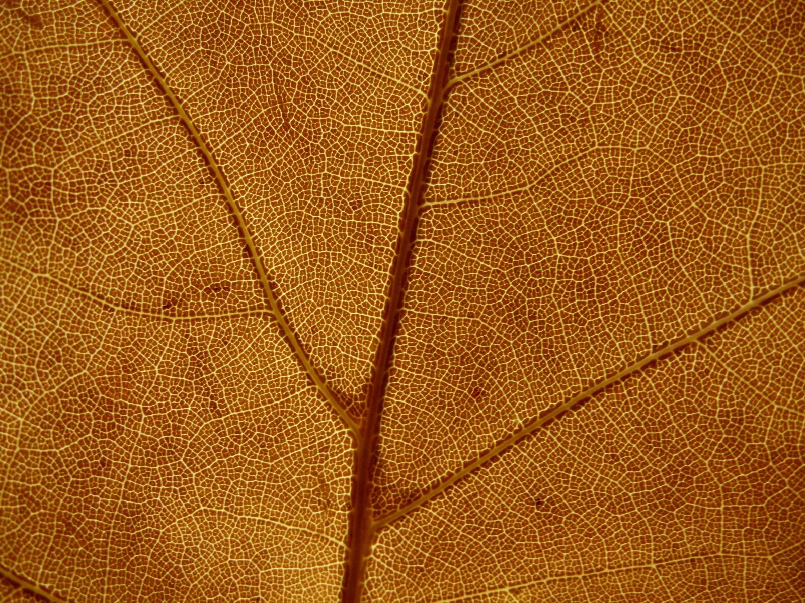 Canon PowerShot SX410 IS sample photo. Leaf, fall foliage, nature photography
