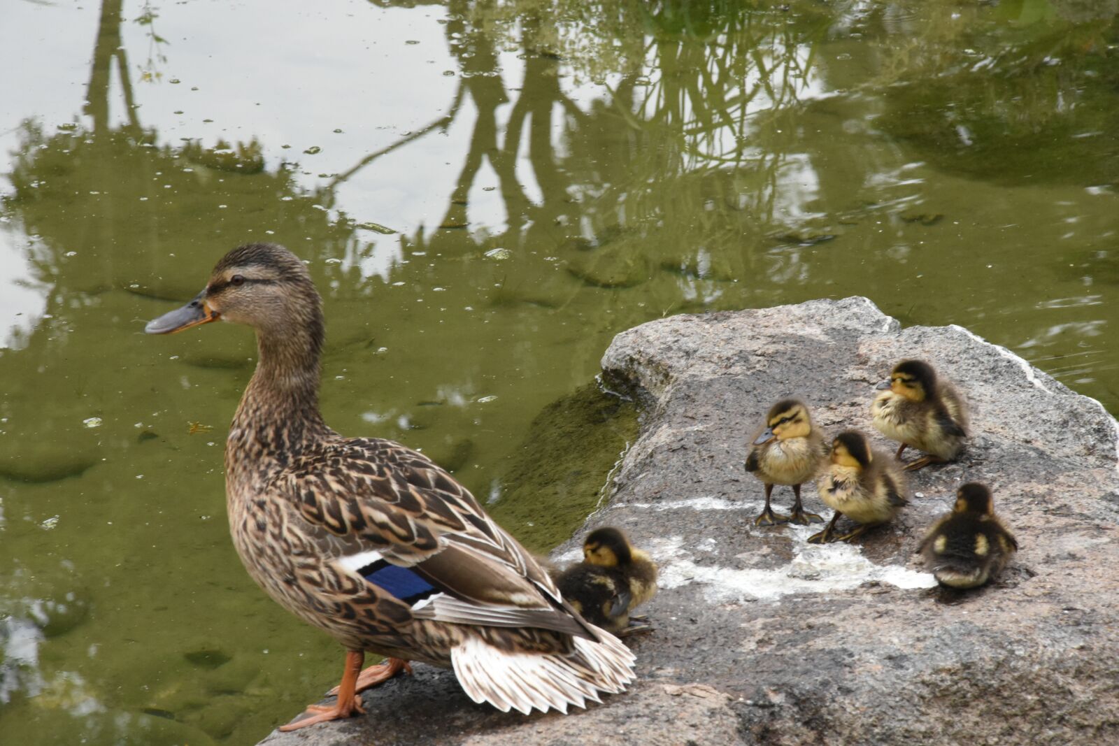Nikon D7200 sample photo. Duck, family, nature photography