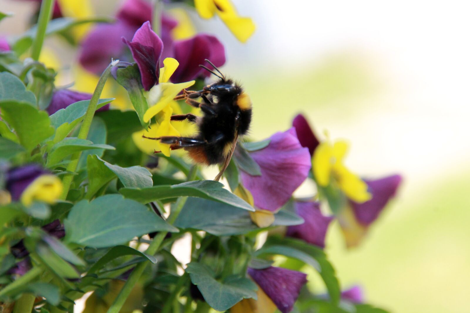 Canon EOS 1100D (EOS Rebel T3 / EOS Kiss X50) sample photo. Hummel, pansy, plant photography
