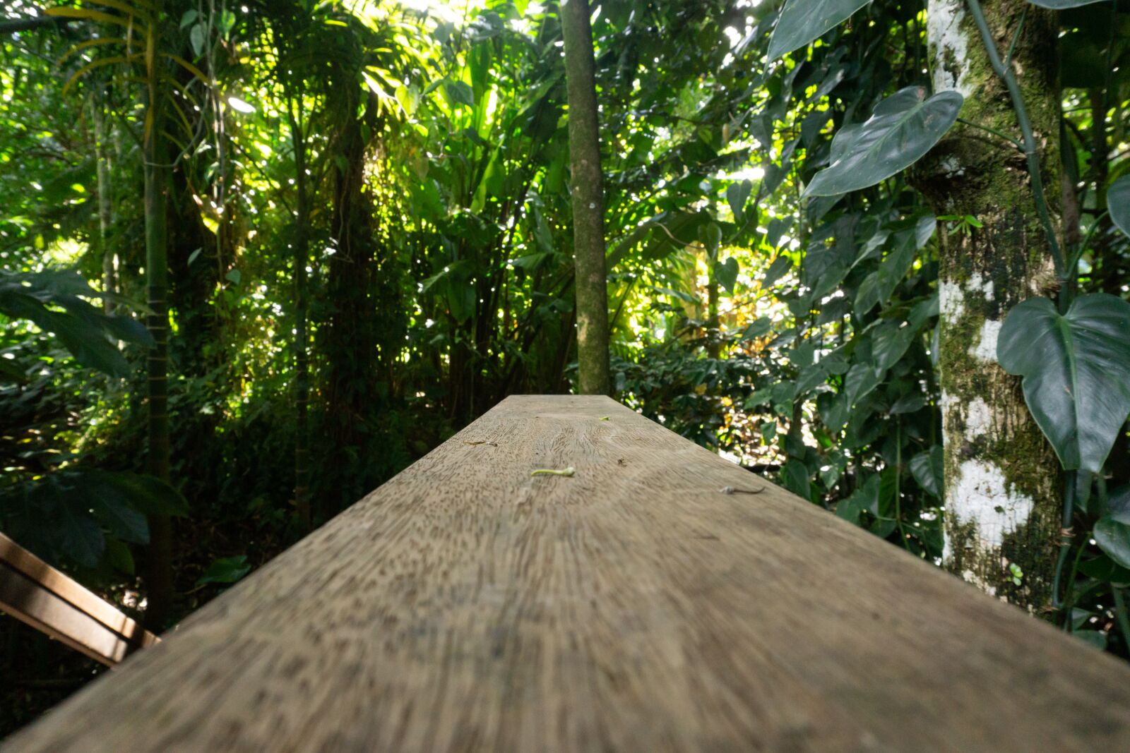 Sony a6000 sample photo. Wood, forest, adventure photography