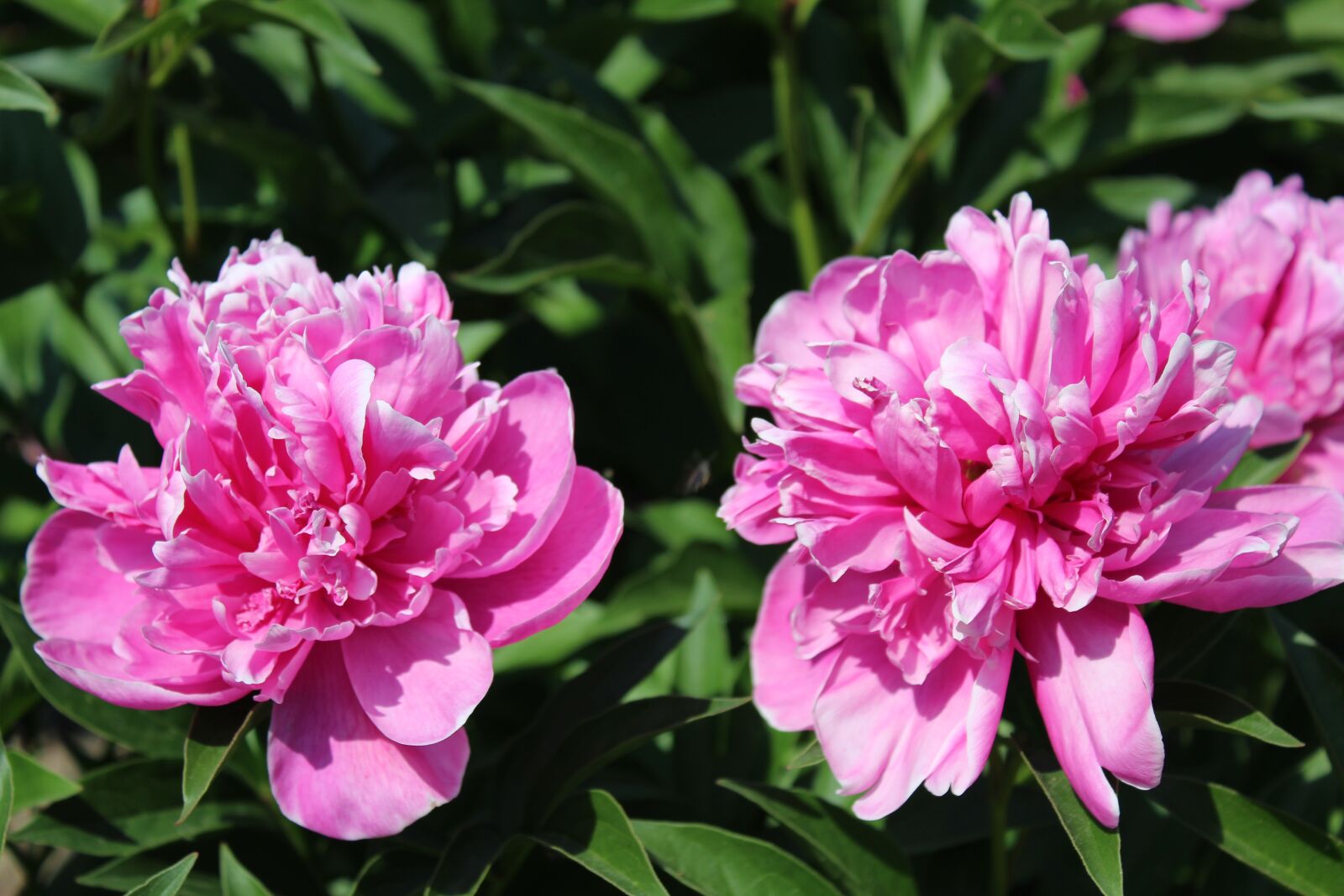 Canon EOS 1300D (EOS Rebel T6 / EOS Kiss X80) sample photo. Flowers, peony, nature photography