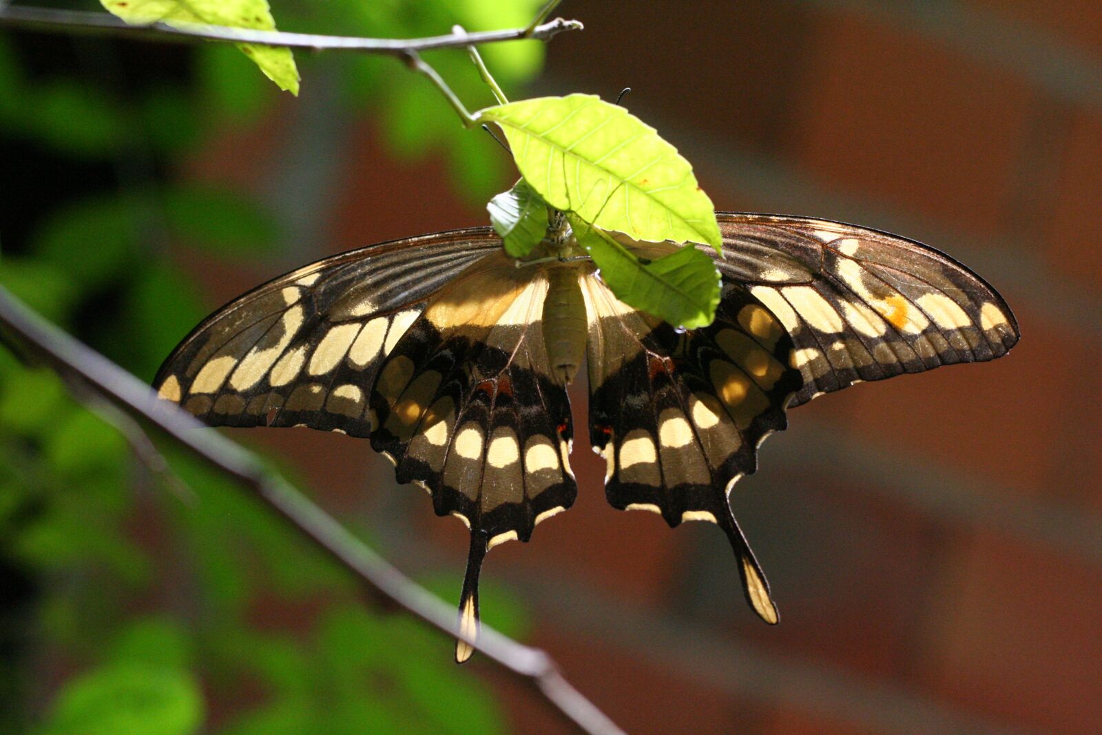 Canon EOS 350D (EOS Digital Rebel XT / EOS Kiss Digital N) sample photo. Butterfly, insect, nature photography