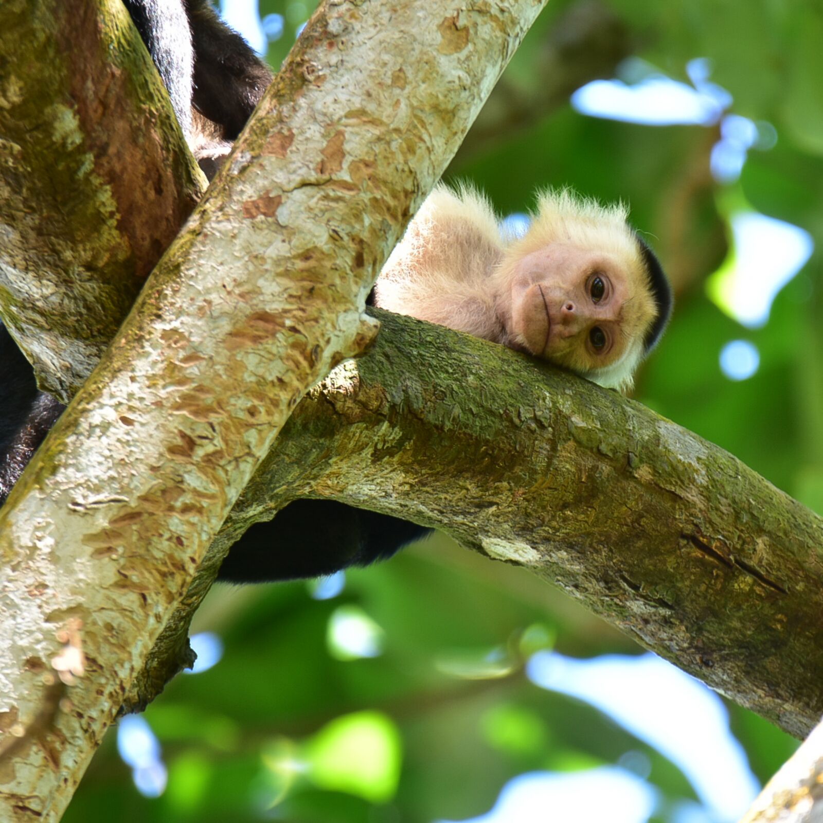Nikon D3400 sample photo. Monkey, monkeys, animal photography