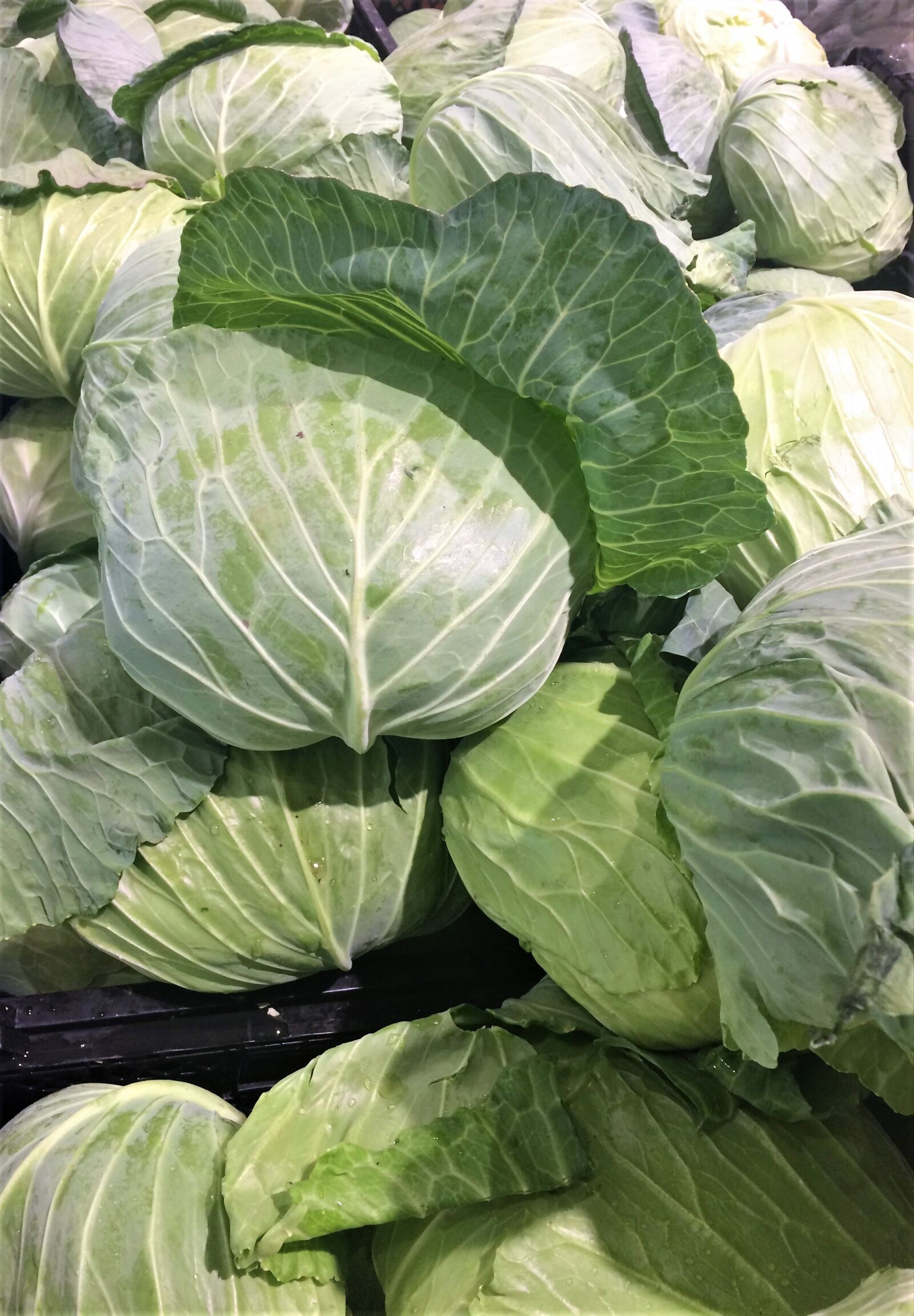 iPhone 5s back camera 4.15mm f/2.2 sample photo. Cabbage, leafy, white photography