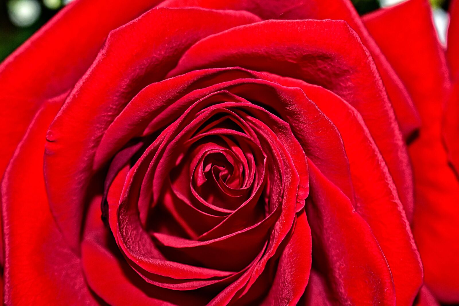 Nikon D3400 sample photo. Red, rose, flower photography
