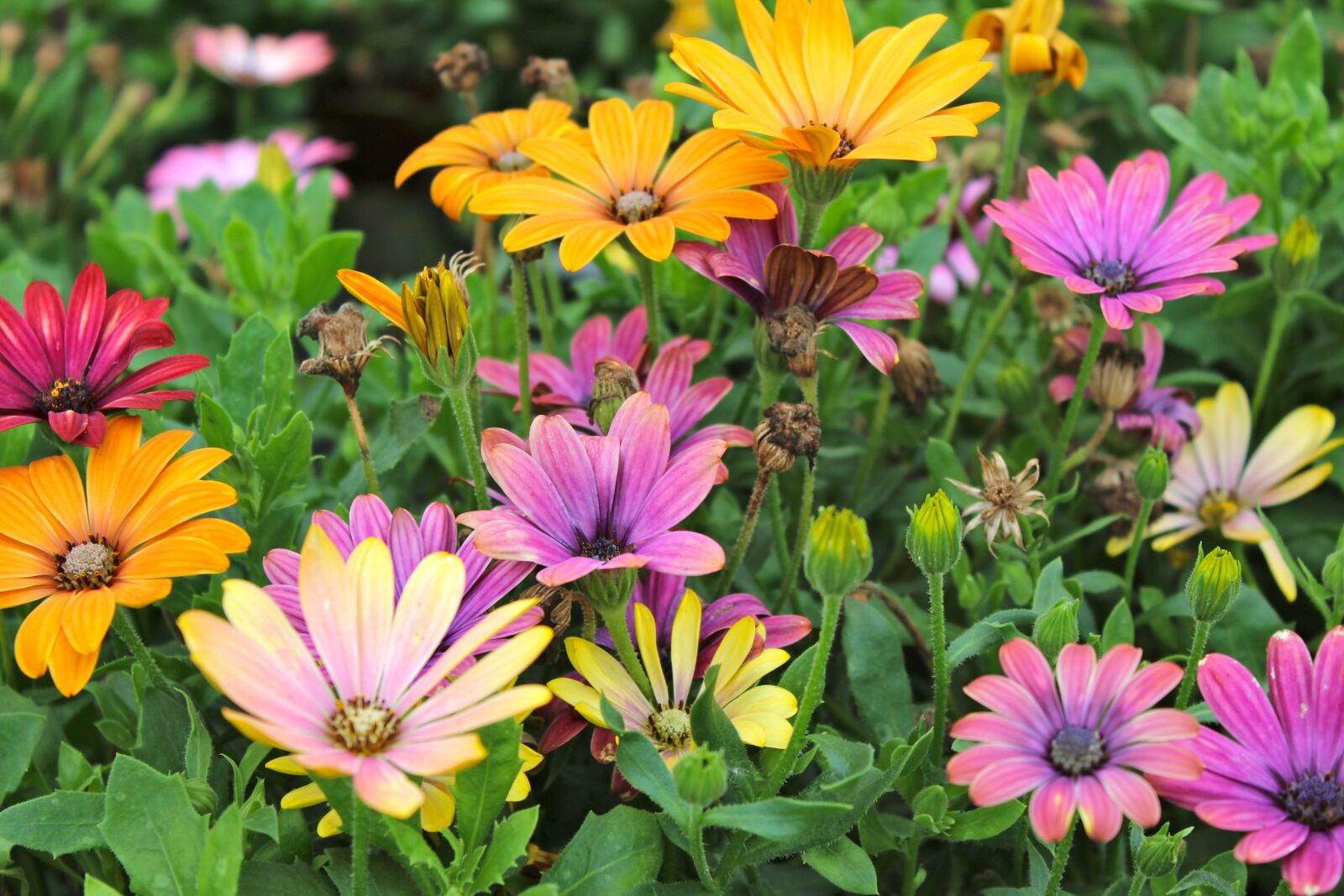 Canon EOS 1200D (EOS Rebel T5 / EOS Kiss X70 / EOS Hi) sample photo. Colors, fall, flowers photography