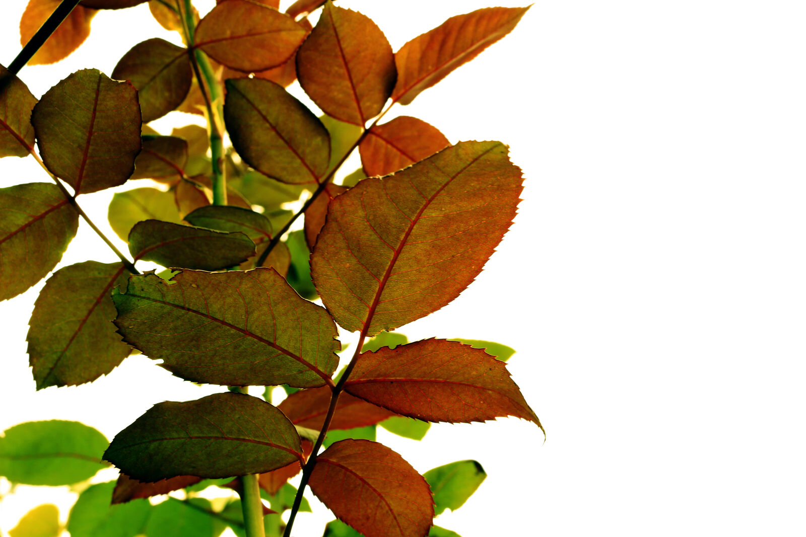 Canon EOS 100D (EOS Rebel SL1 / EOS Kiss X7) sample photo. Close, up, of, maple photography