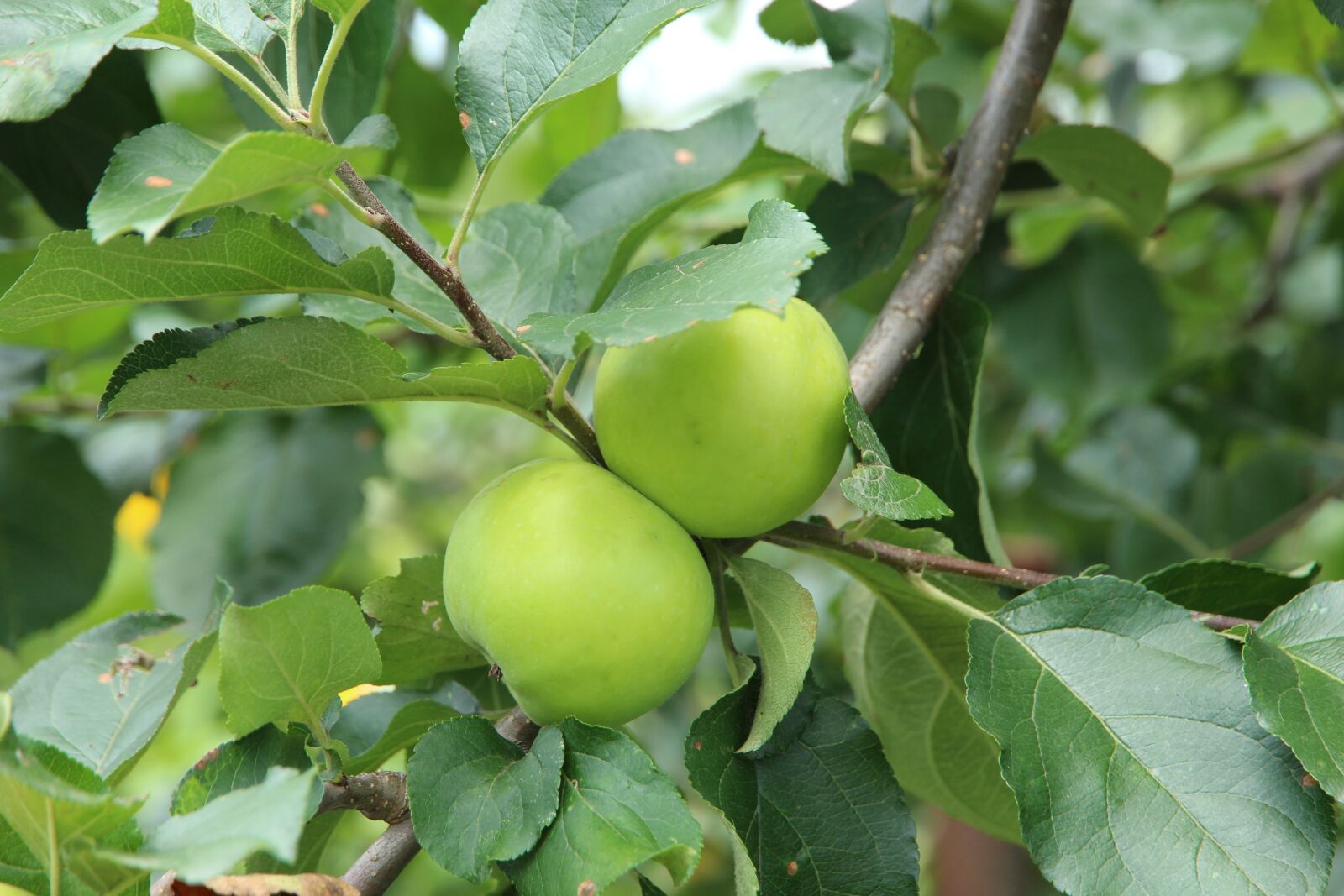 Canon EOS 650D (EOS Rebel T4i / EOS Kiss X6i) sample photo. Apples, branch, fruit photography