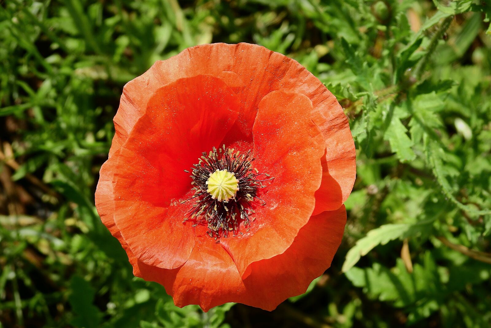 Nikon Coolpix P900 sample photo. Poppy, flower, red photography